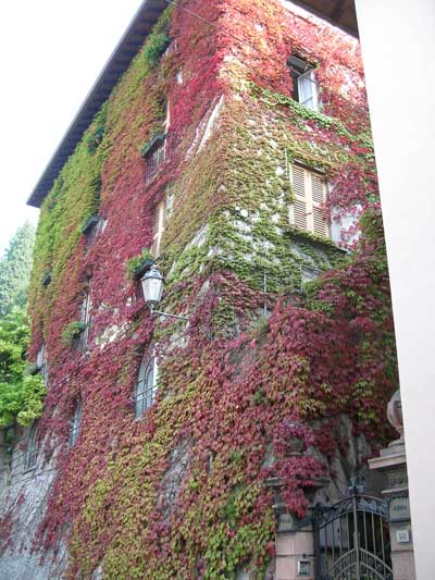 Ivy-covered building in Varenna
