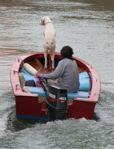 Venetian waterdog