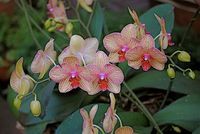 Orchid at the botanical garden in Havana