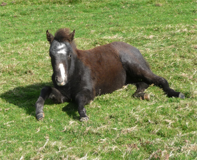 Newborn colt on Mary Houlihan’s property