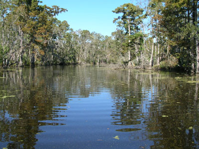 Lovely Lousianna bayou
