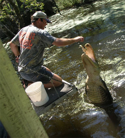 Captain Greg feeds a 14-foot alligator