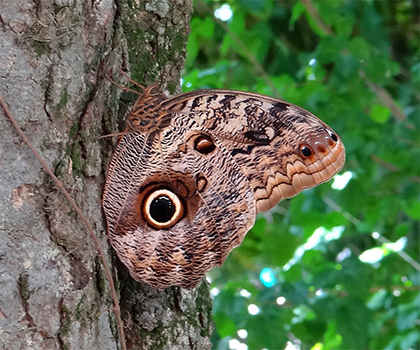 Huge moth in the jungle above Rio