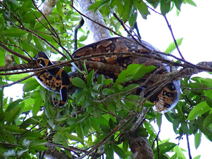 Boa constrictor high in a tree in the jungle above Rio