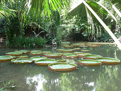 Pond at Rio's Botanical Gardens