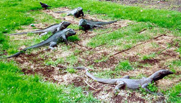 What are iguanas doing in Amsterdam?