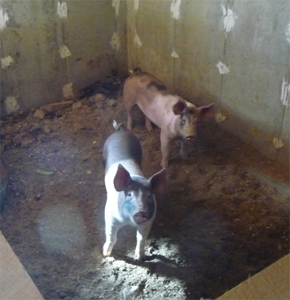 Pigs belonging to one of Bruce's neighbors
