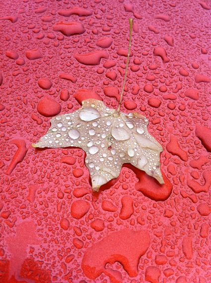 Leaf on our car in the rain