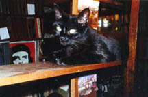 Cat in the book stacks at Shakespeare and Company