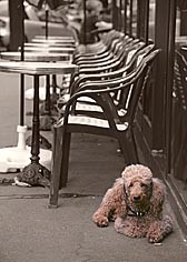 French poodle at a cafe