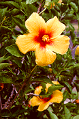 The wonderful plumeria flower