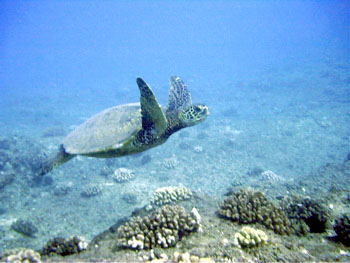 Sea turtle - photo courtesy of Michael Dyer
