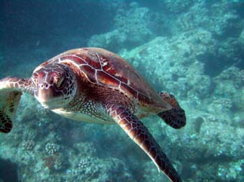 Sea turtle - photo courtesy of Michael Sechrest